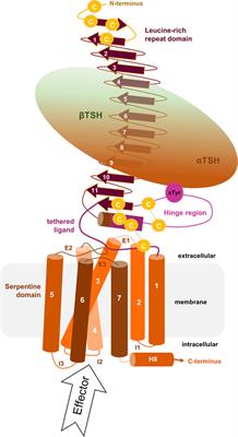 Structural–Functional Features of the Thyrotropin Receptor: A Class A G-Protein-Coupled Receptor at Work